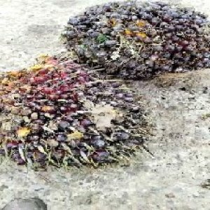 underripe_test (69).jpg