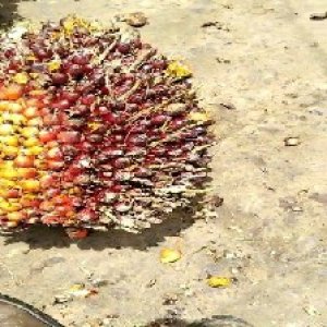 underripe_test (7).jpg