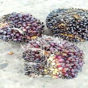 underripe_test (70).jpg