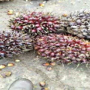 underripe_test (71).jpg