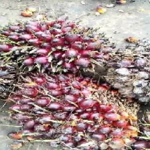 underripe_test (72).jpg