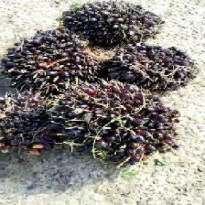 underripe_test (73).jpg