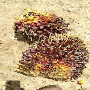 underripe_test (74).jpg