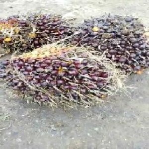 underripe_test (76).jpg