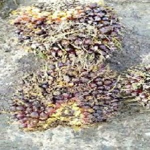 underripe_test (77).jpg