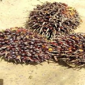 underripe_test (78).jpg