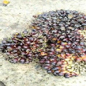 underripe_test (79).jpg