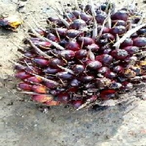 underripe_test (8).jpg