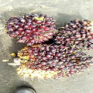 underripe_test (81).jpg