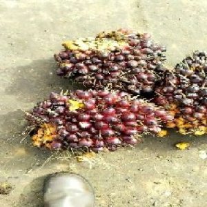 underripe_test (82).jpg