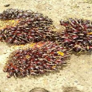 underripe_test (83).jpg