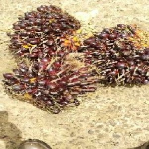 underripe_test (84).jpg