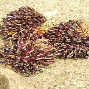 underripe_test (85).jpg