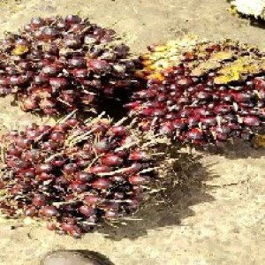 underripe_test (87).jpg