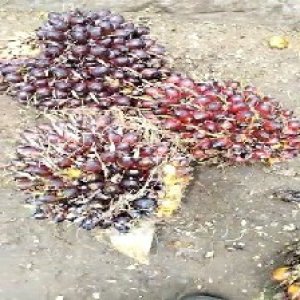 underripe_test (89).jpg