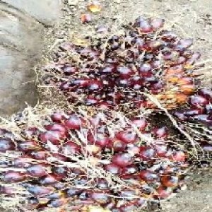 underripe_test (90).jpg