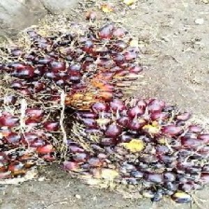 underripe_test (91).jpg