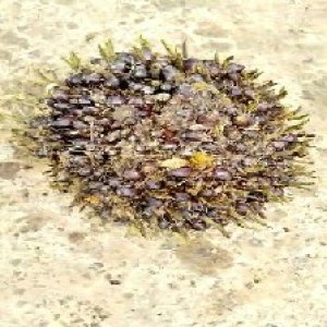 underripe_test (92).jpg