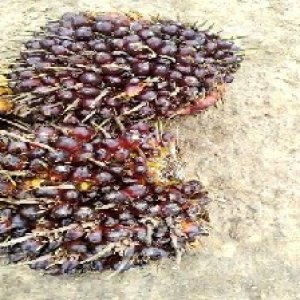 underripe_test (93).jpg