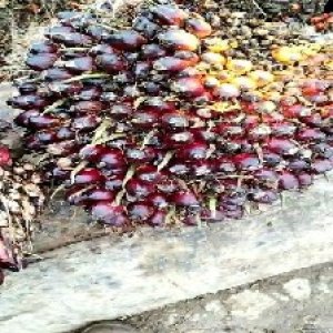 underripe_test (94).jpg