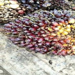 underripe_test (95).jpg