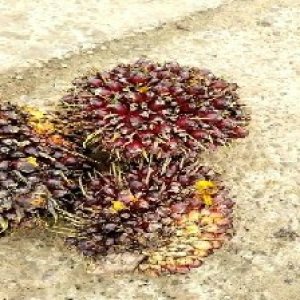 underripe_test (96).jpg