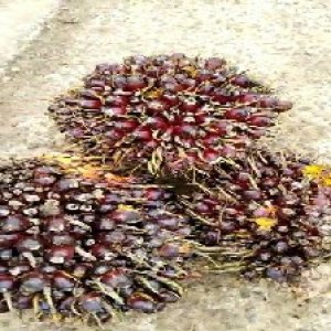 underripe_test (97).jpg