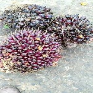 underripe_test (98).jpg