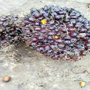 underripe_test (99).jpg