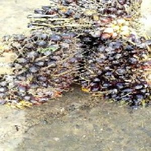 unripe_test (101).jpg