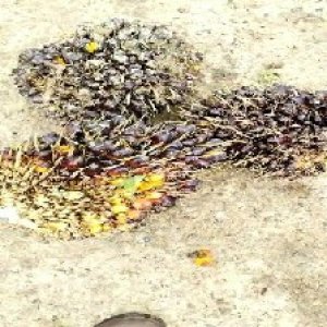 unripe_test (102).jpg