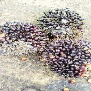 unripe_test (103).jpg