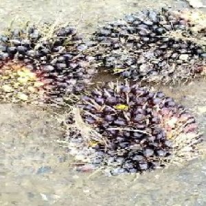 unripe_test (105).jpg