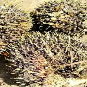 unripe_test (106).jpg