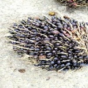 unripe_test (111).jpg