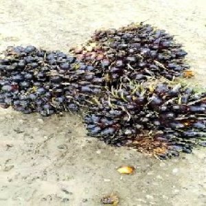 unripe_test (113).jpg