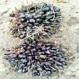 unripe_test (115).jpg