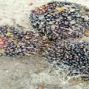 unripe_test (118).jpg