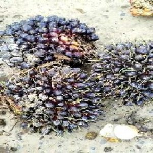 unripe_test (119).jpg