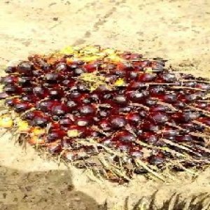 unripe_test (12).jpg