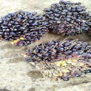 unripe_test (121).jpg