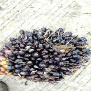 unripe_test (122).jpg