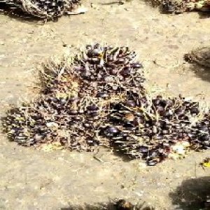 unripe_test (130).jpg