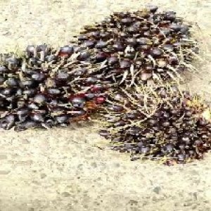 unripe_test (133).jpg