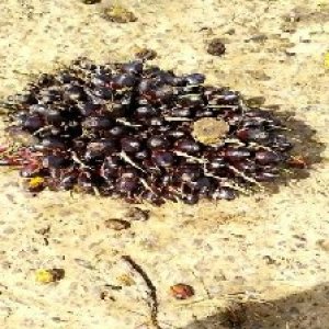 unripe_test (135).jpg