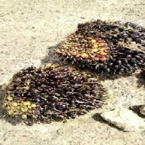 unripe_test (137).jpg