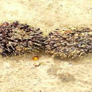 unripe_test (138).jpg