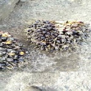 unripe_test (140).jpg