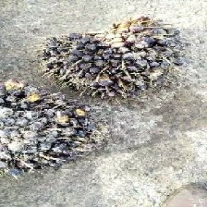 unripe_test (141).jpg