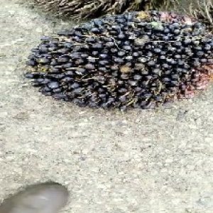 unripe_test (144).jpg